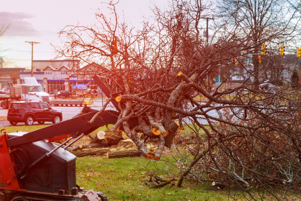 Reliable Cutchogue, NY Tree Removal Services Solutions